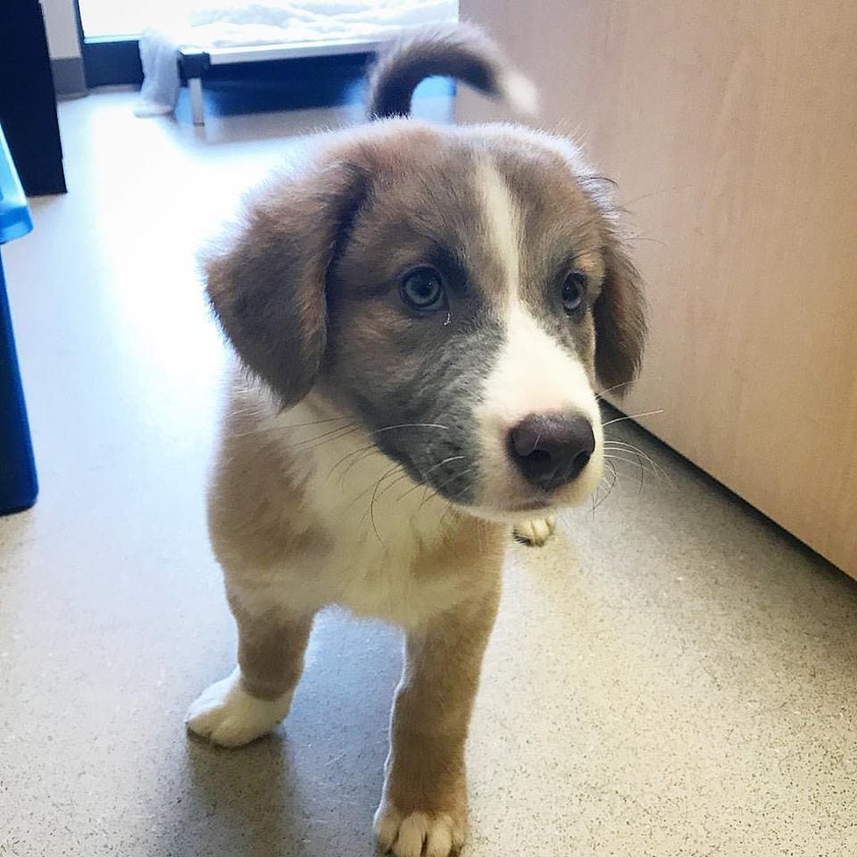 australian shepherd great pyrenees mix puppy